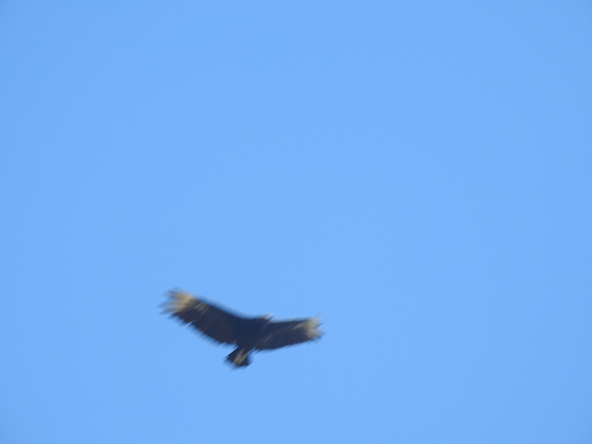 Black Vulture - ML646675722