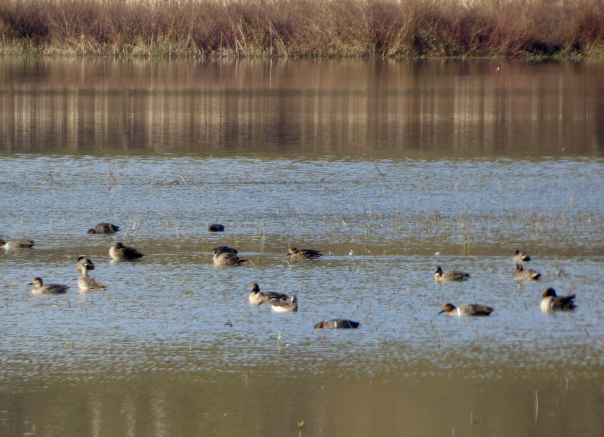 小水鴨 - ML646675723