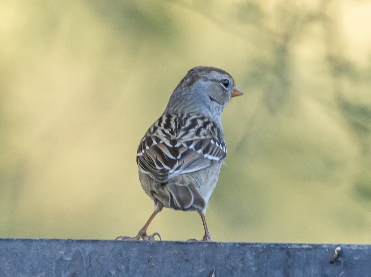 White-crowned Sparrow (Gambel's) - ML646675724