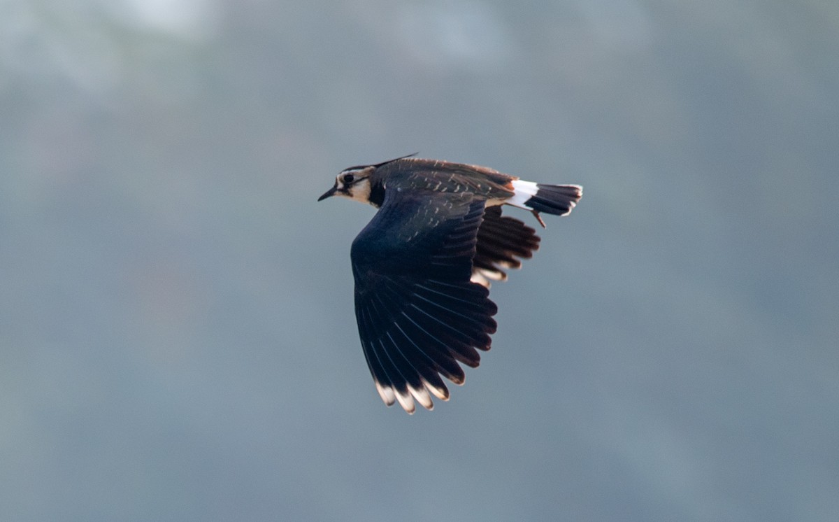 Northern Lapwing - ML646675726
