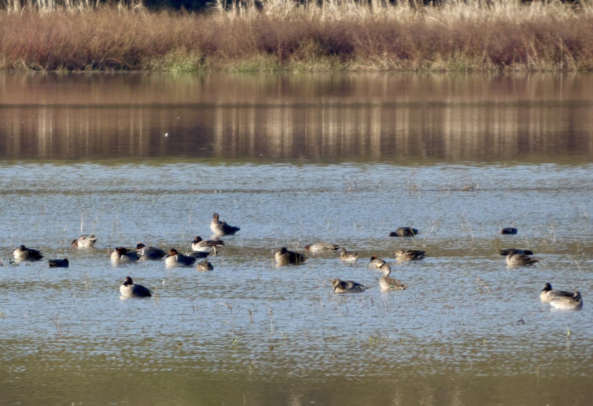 小水鴨 - ML646675727