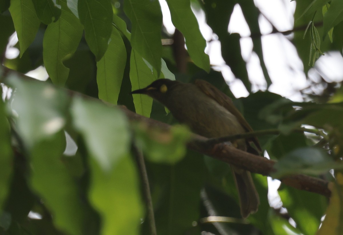 Yellow-spotted Honeyeater - ML646675728