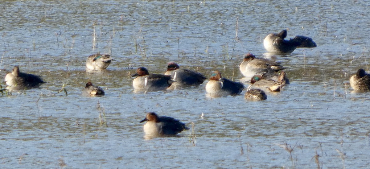 小水鴨 - ML646675729