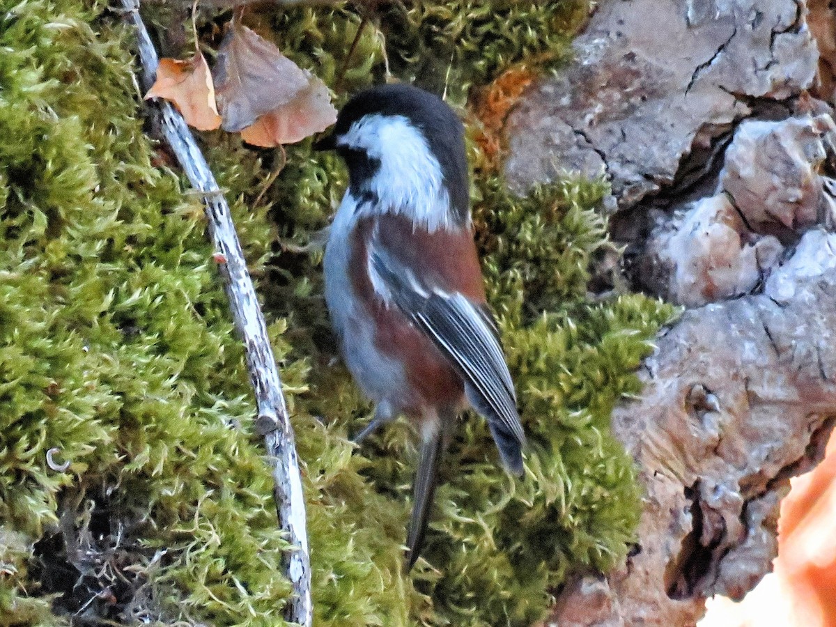 sýkora hnědohřbetá - ML646675730