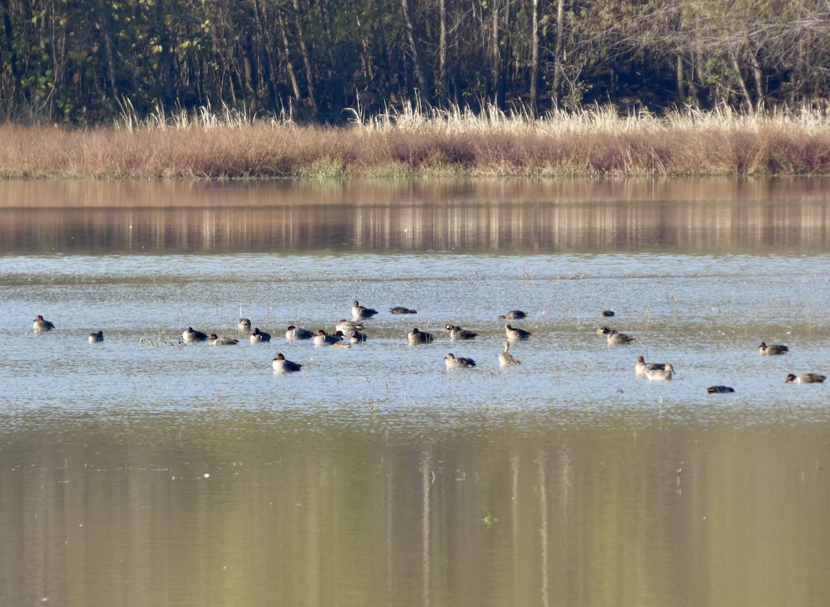 小水鴨 - ML646675731