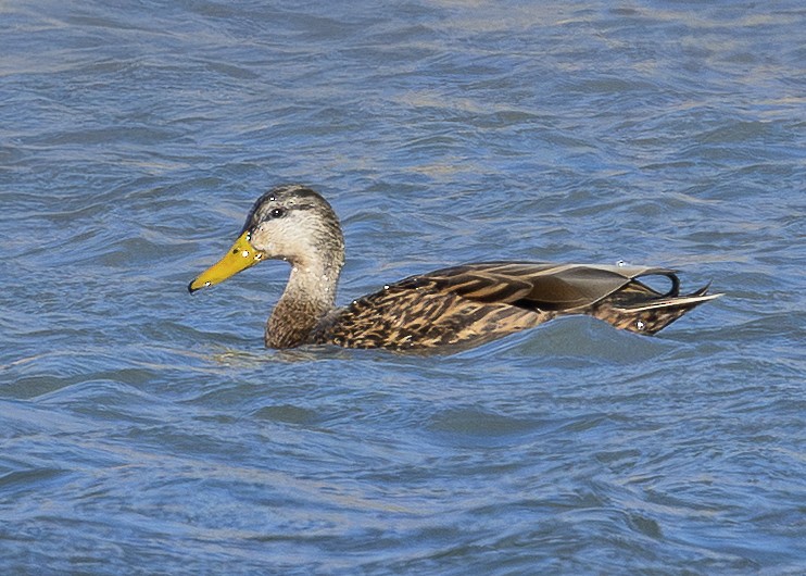 Ahate mexikarra - ML646675733