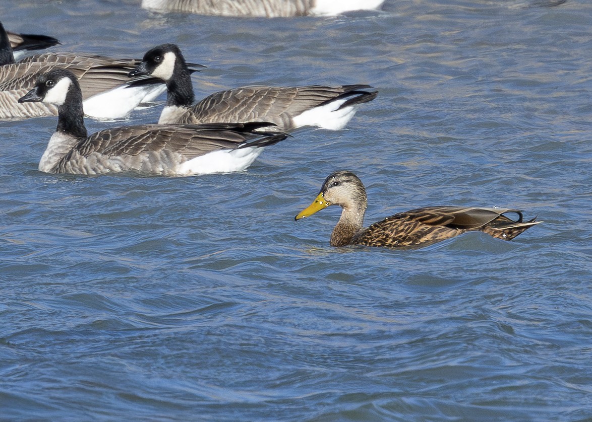 Ahate mexikarra - ML646675735