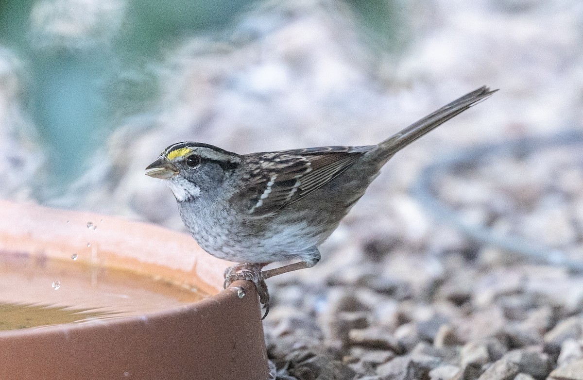 Bruant à gorge blanche - ML646675736