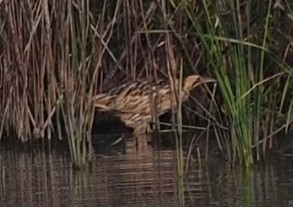 Eurasian Bittern - ML646675738