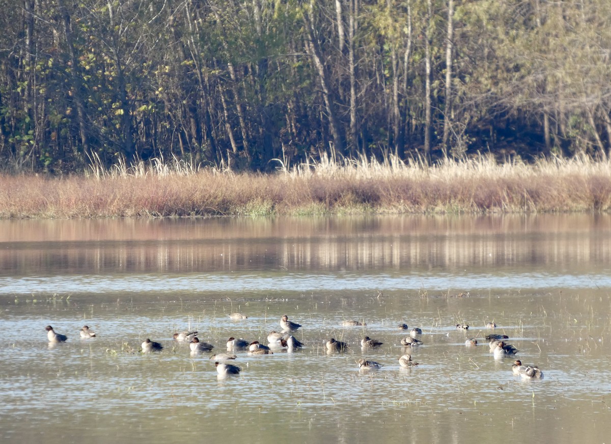 小水鴨 - ML646675740