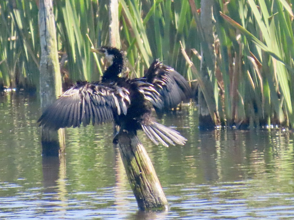 シロハラコビトウ - ML646675742