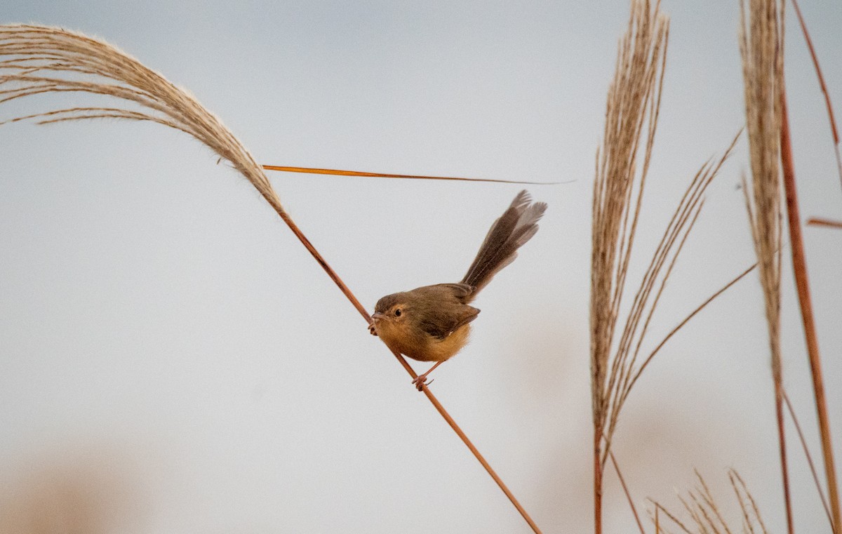 Plain Prinia - ML646675743