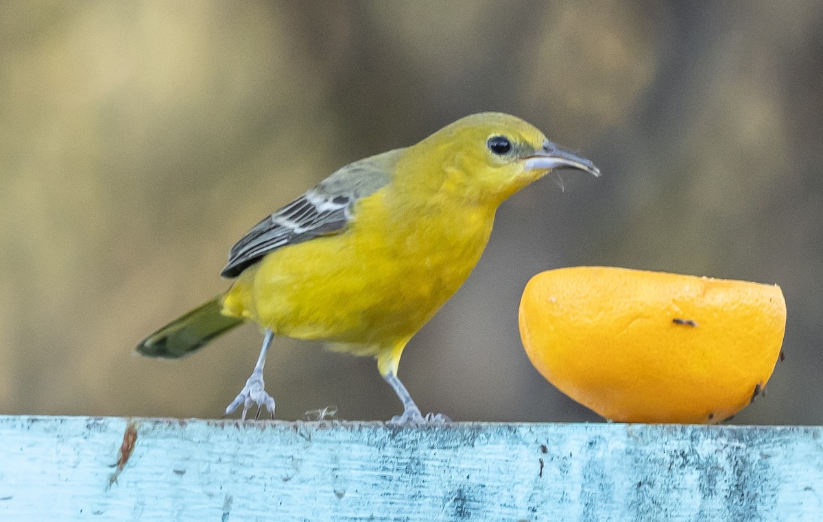 Hooded Oriole - ML646675746