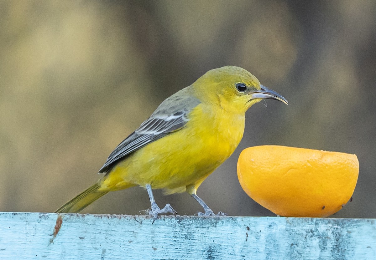 Hooded Oriole - ML646675748