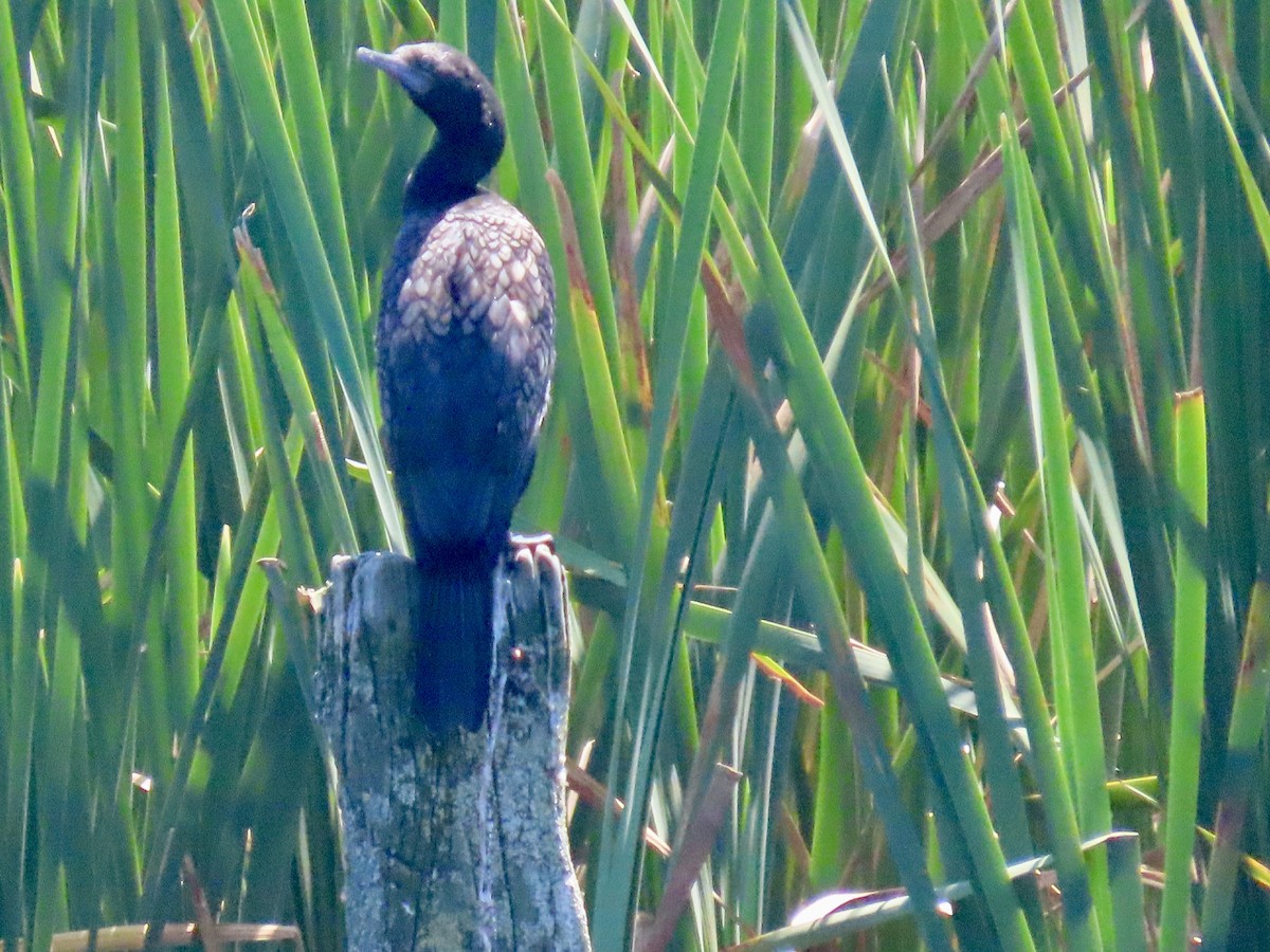 Kömür Karabatağı - ML646675749