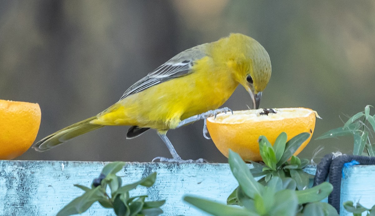 Hooded Oriole - ML646675750