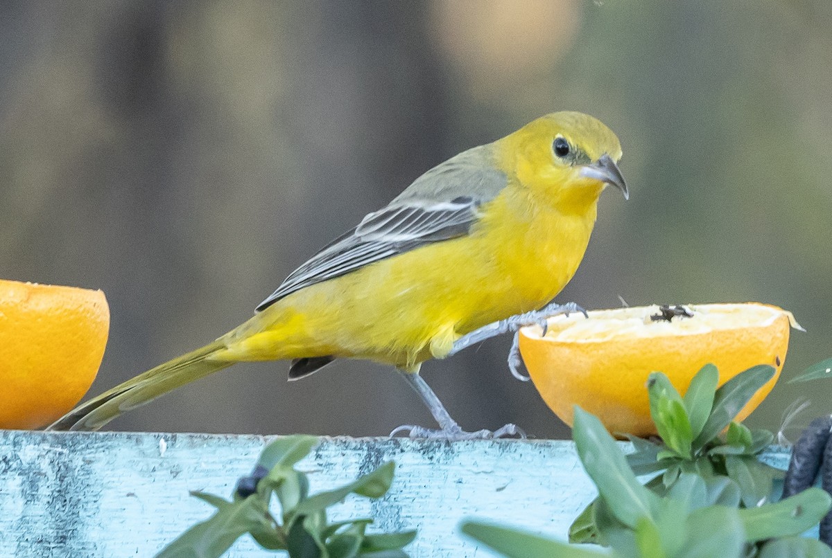 Hooded Oriole - ML646675751