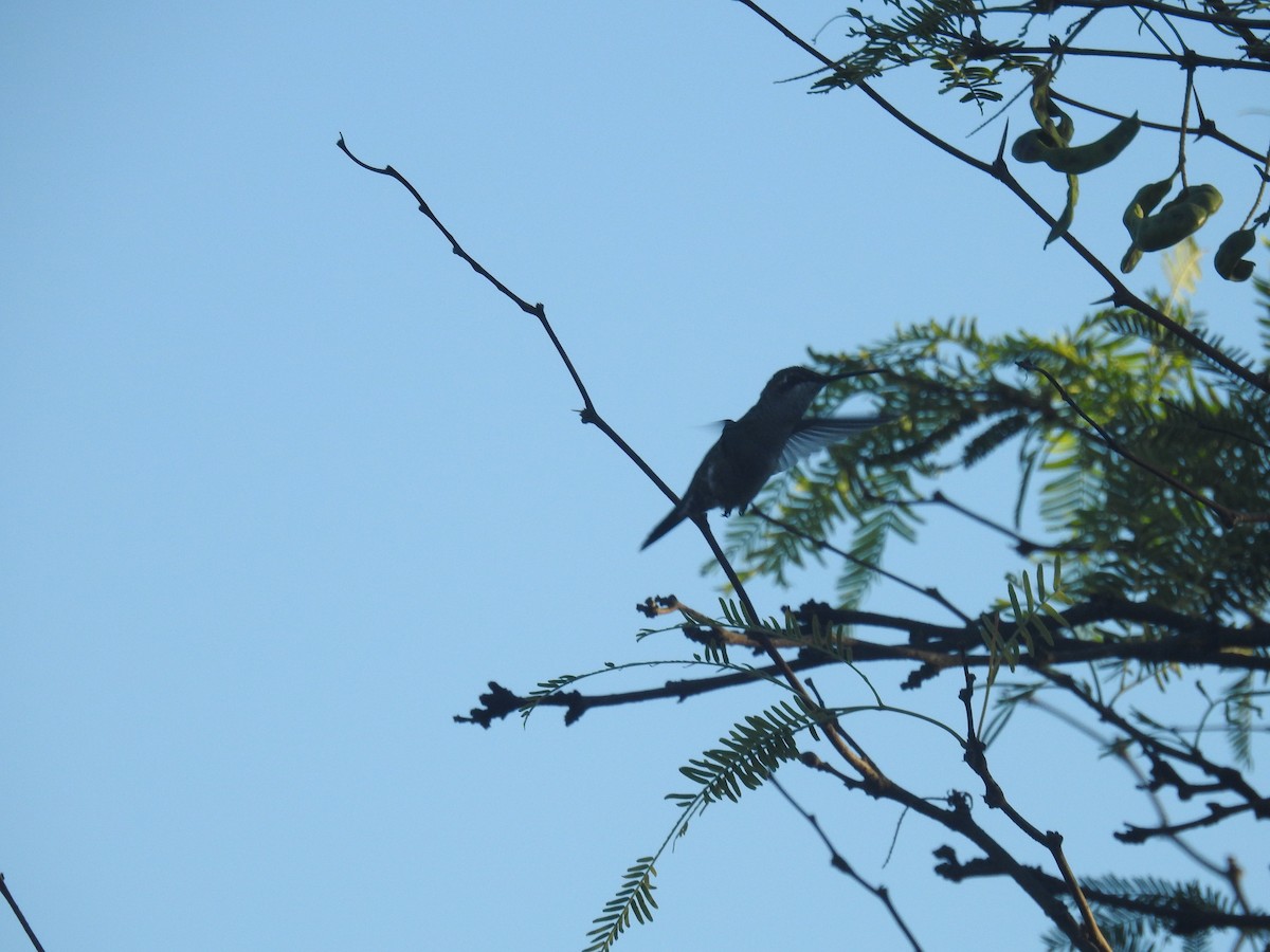 Mavi Sakallı Yıldızlıgerdan - ML646675758