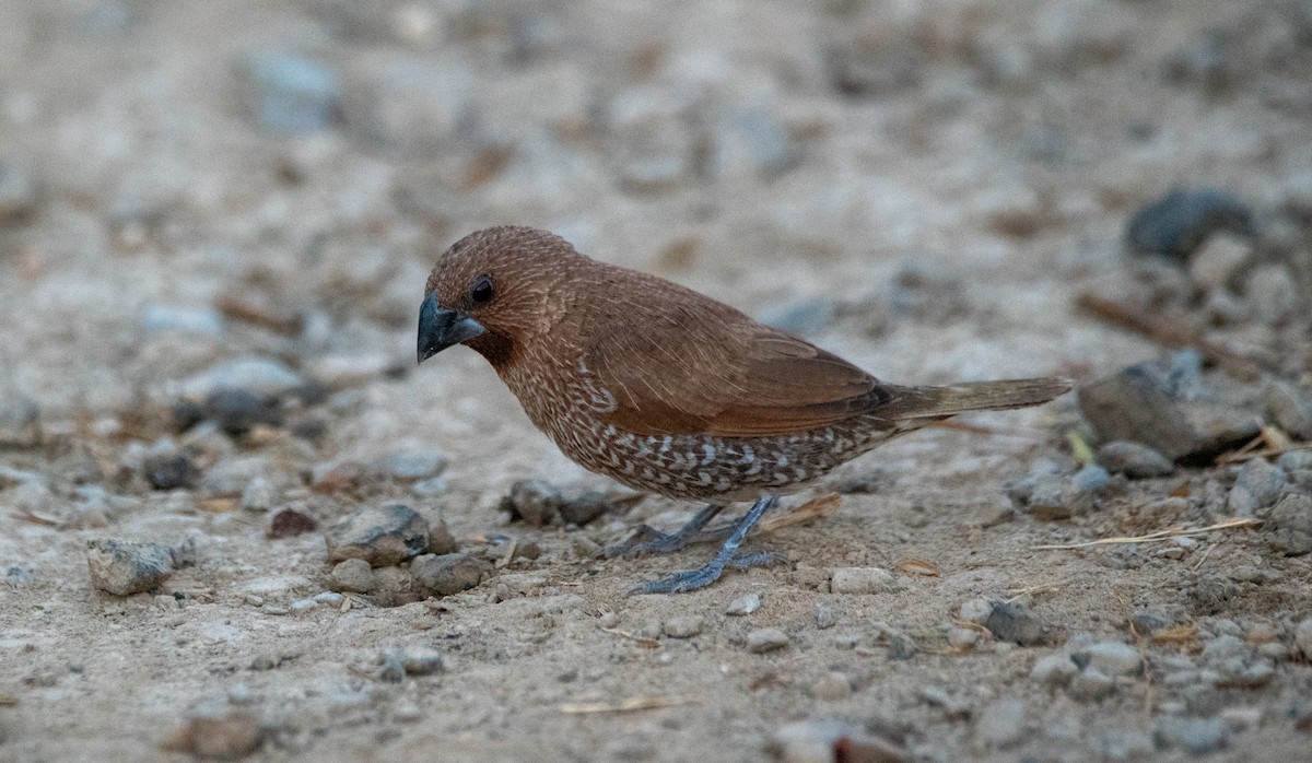 Scaly-breasted Munia - ML646675760