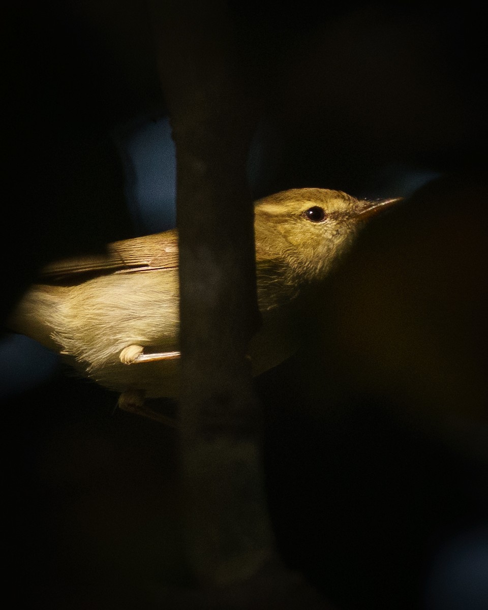 østsanger - ML646675761