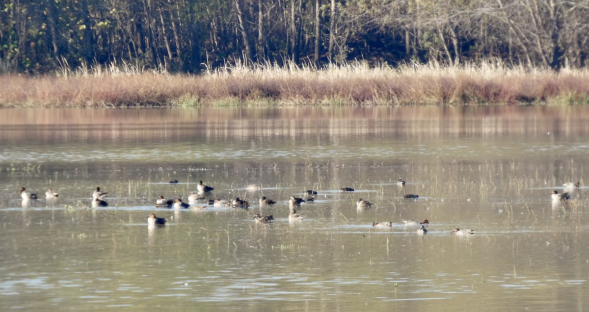 小水鴨 - ML646675762