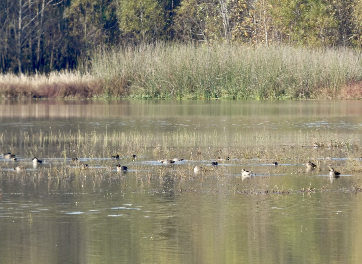 小水鴨 - ML646675763