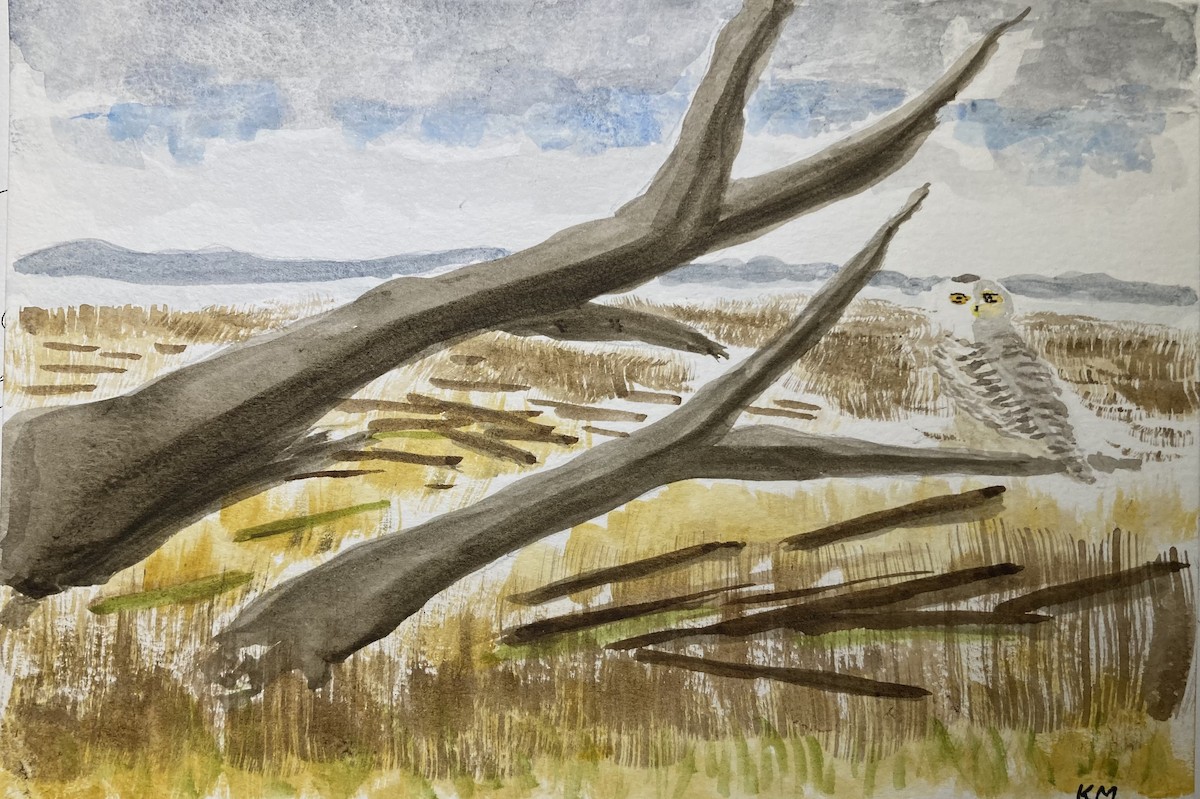 ML646675764 - Snowy Owl - Macaulay Library