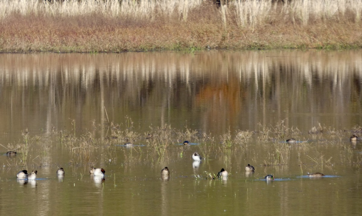 Çamurcun - ML646675765