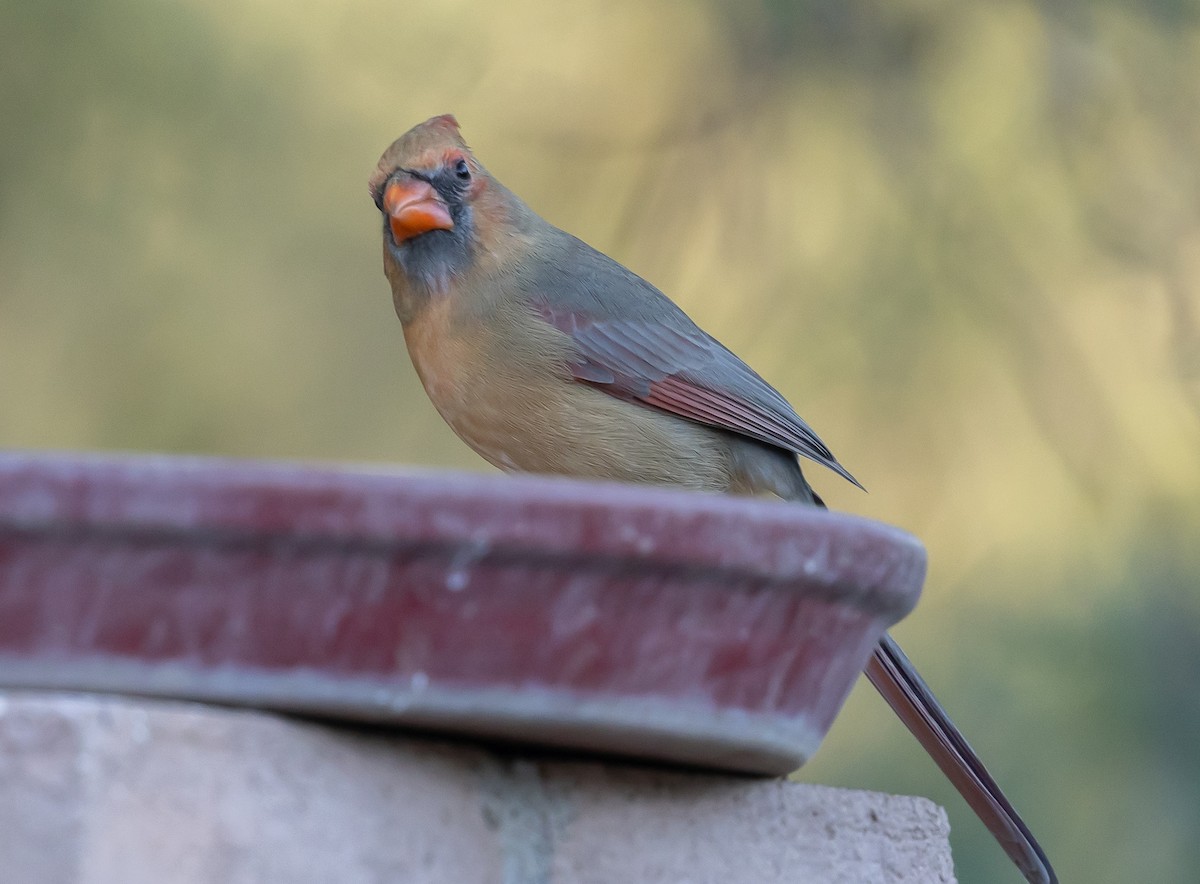 Kırmızı Kardinal - ML646675766