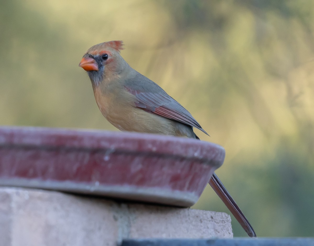 Kırmızı Kardinal - ML646675767