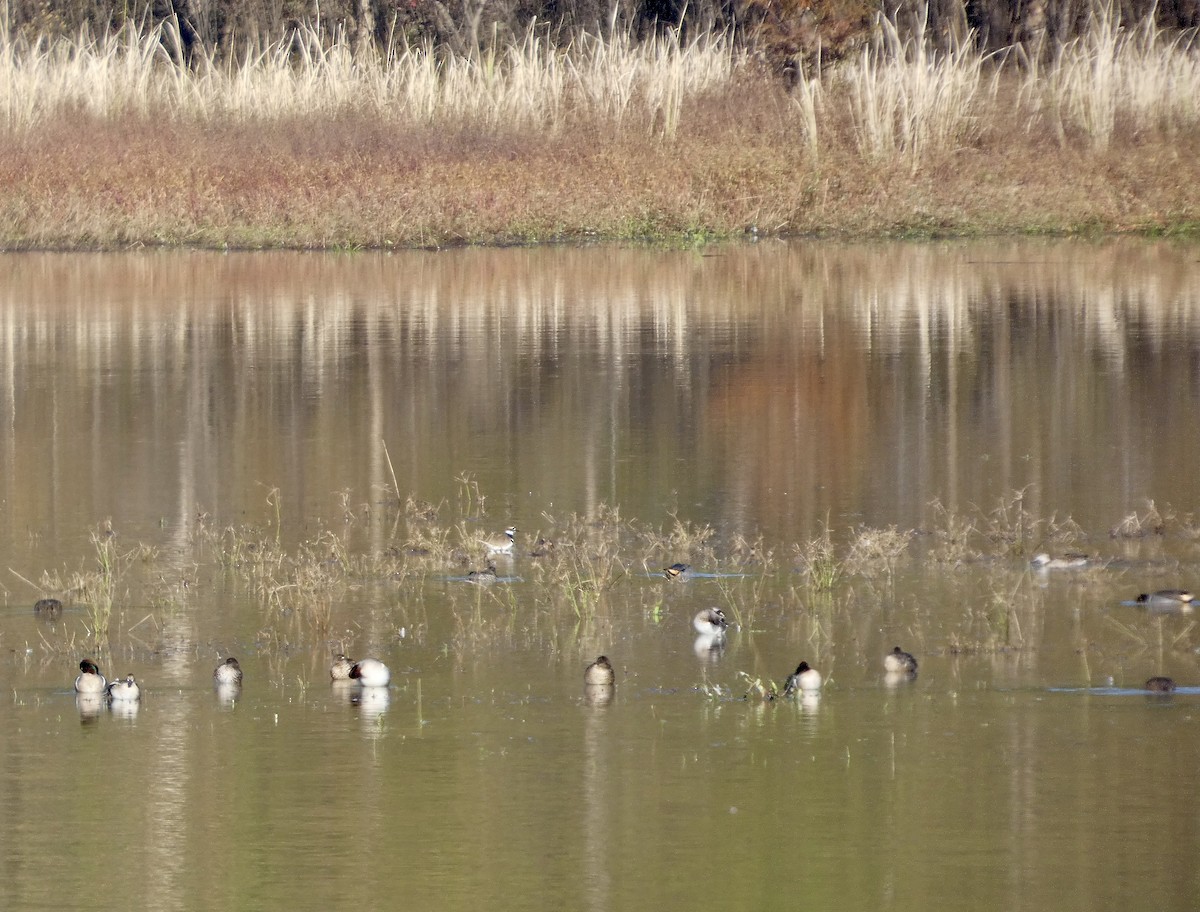 Çamurcun - ML646675770