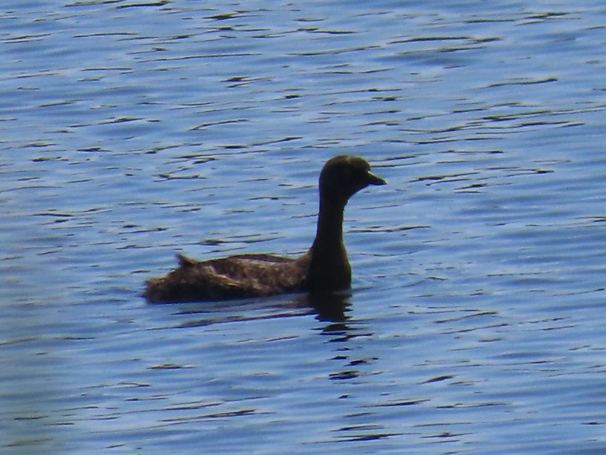 Yeni Zelanda Batağanı - ML646675771