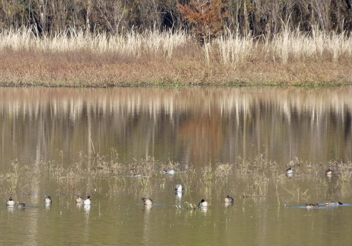 Çamurcun - ML646675773