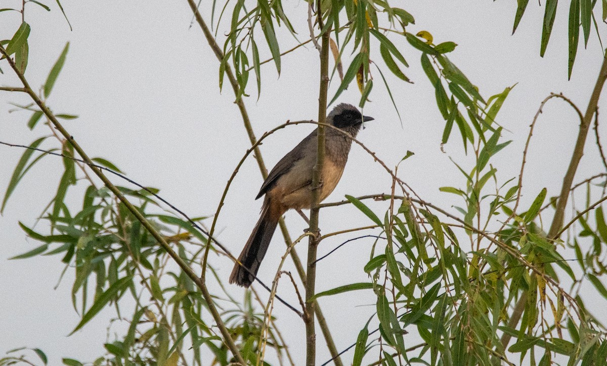 Maskeli Gevezeardıç - ML646675774