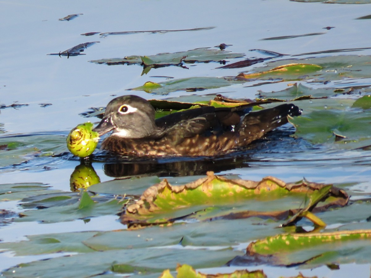 Orman Ördeği - ML646675775