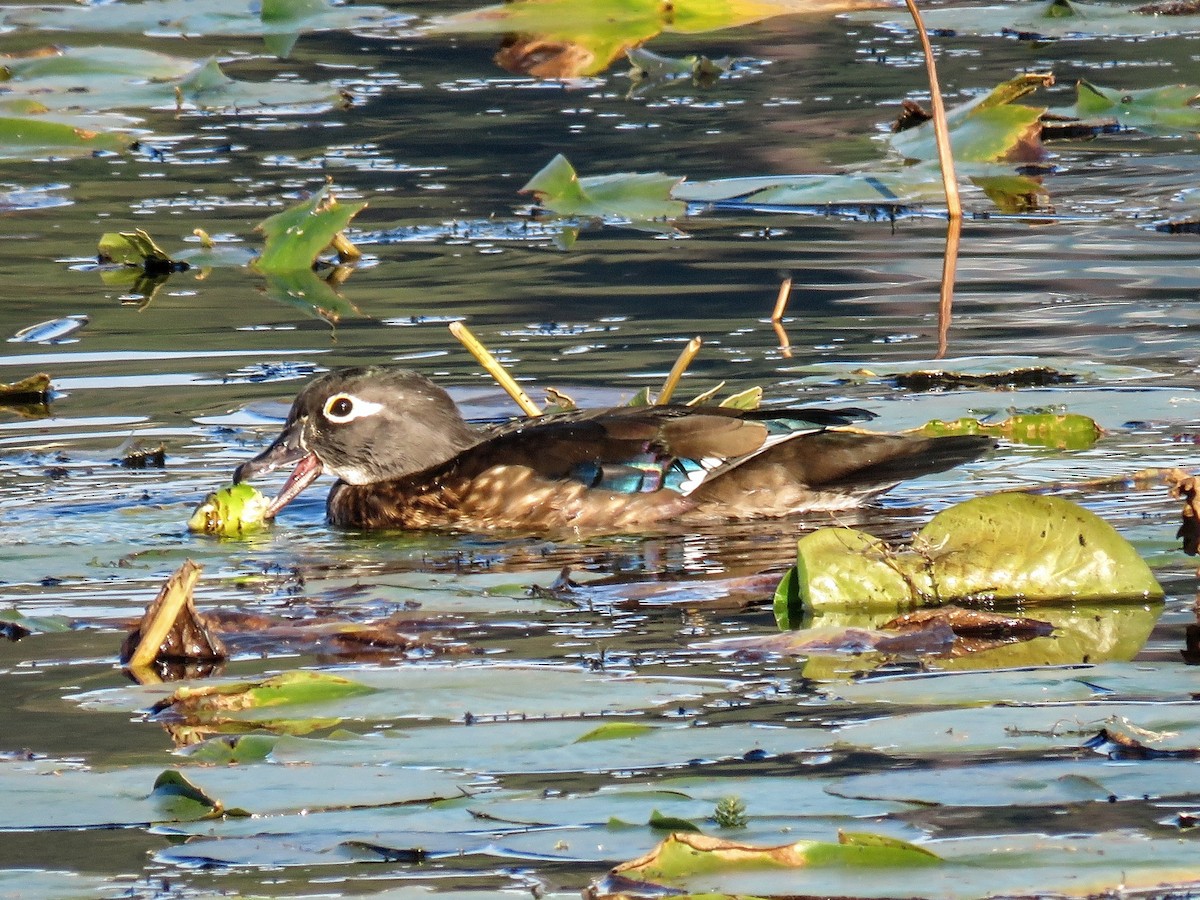 Orman Ördeği - ML646675776