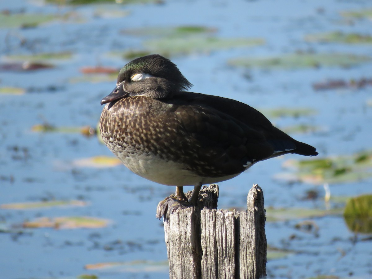 Orman Ördeği - ML646675777