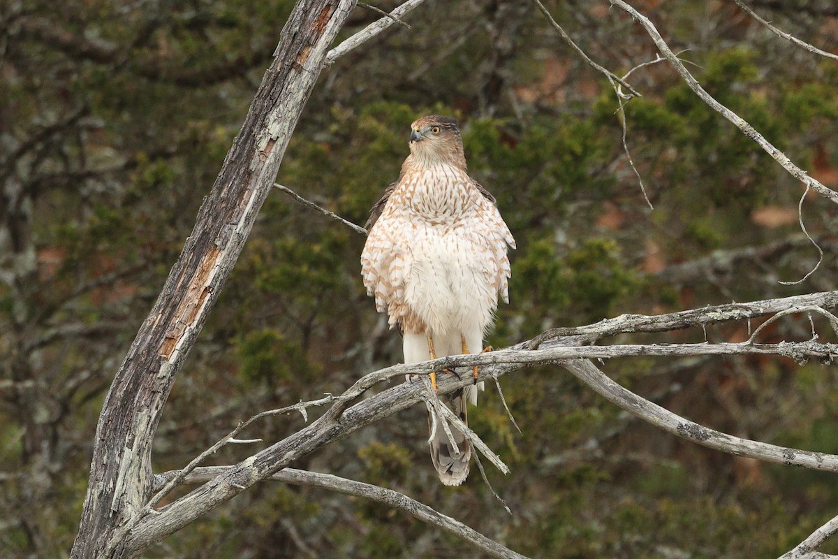 Amerika/Cooper Atmacası - ML646675779