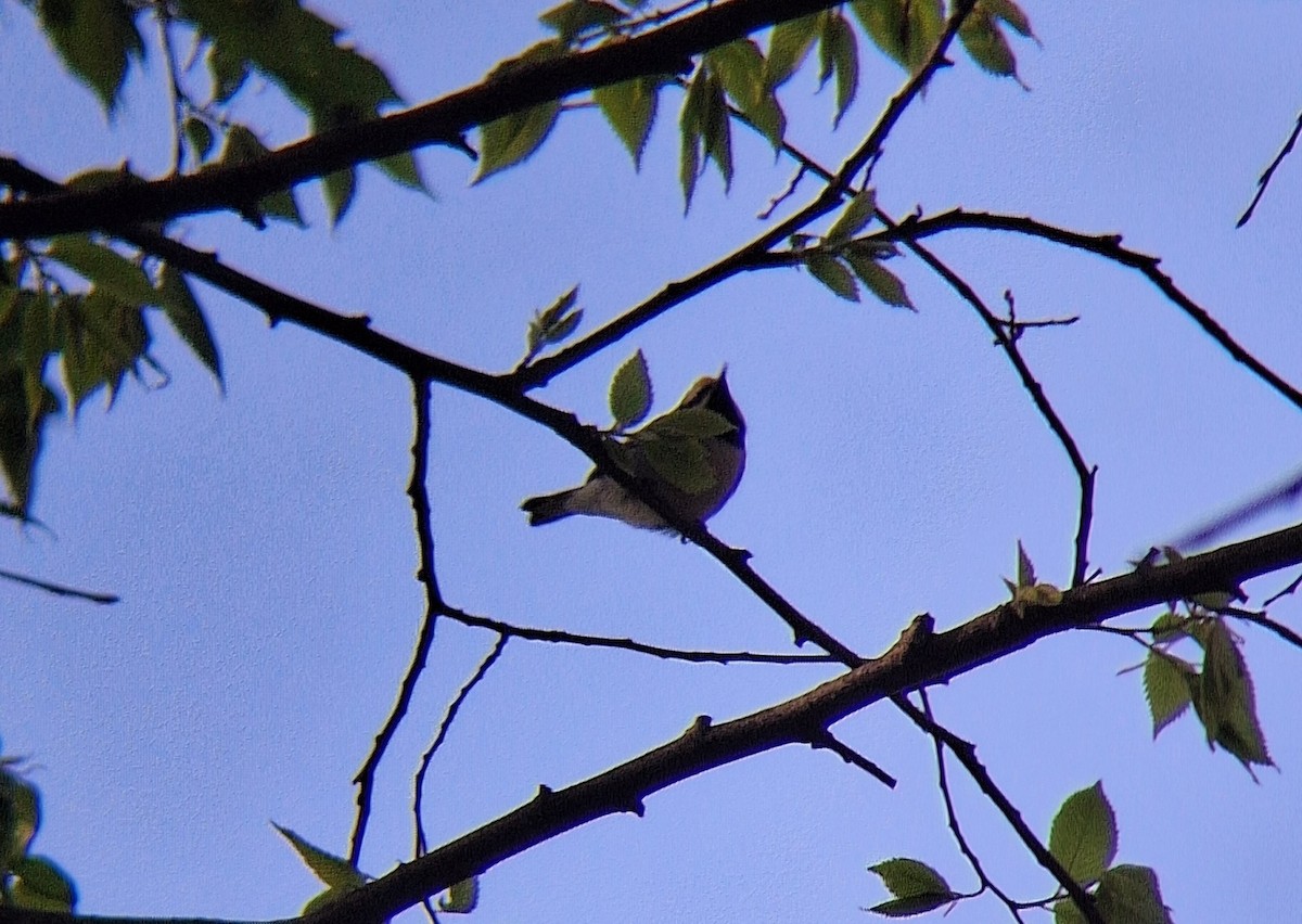 Altın Kanatlı Ötleğen - ML646675782