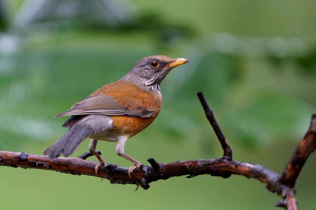 Meksika Ardıcı - ML646675783