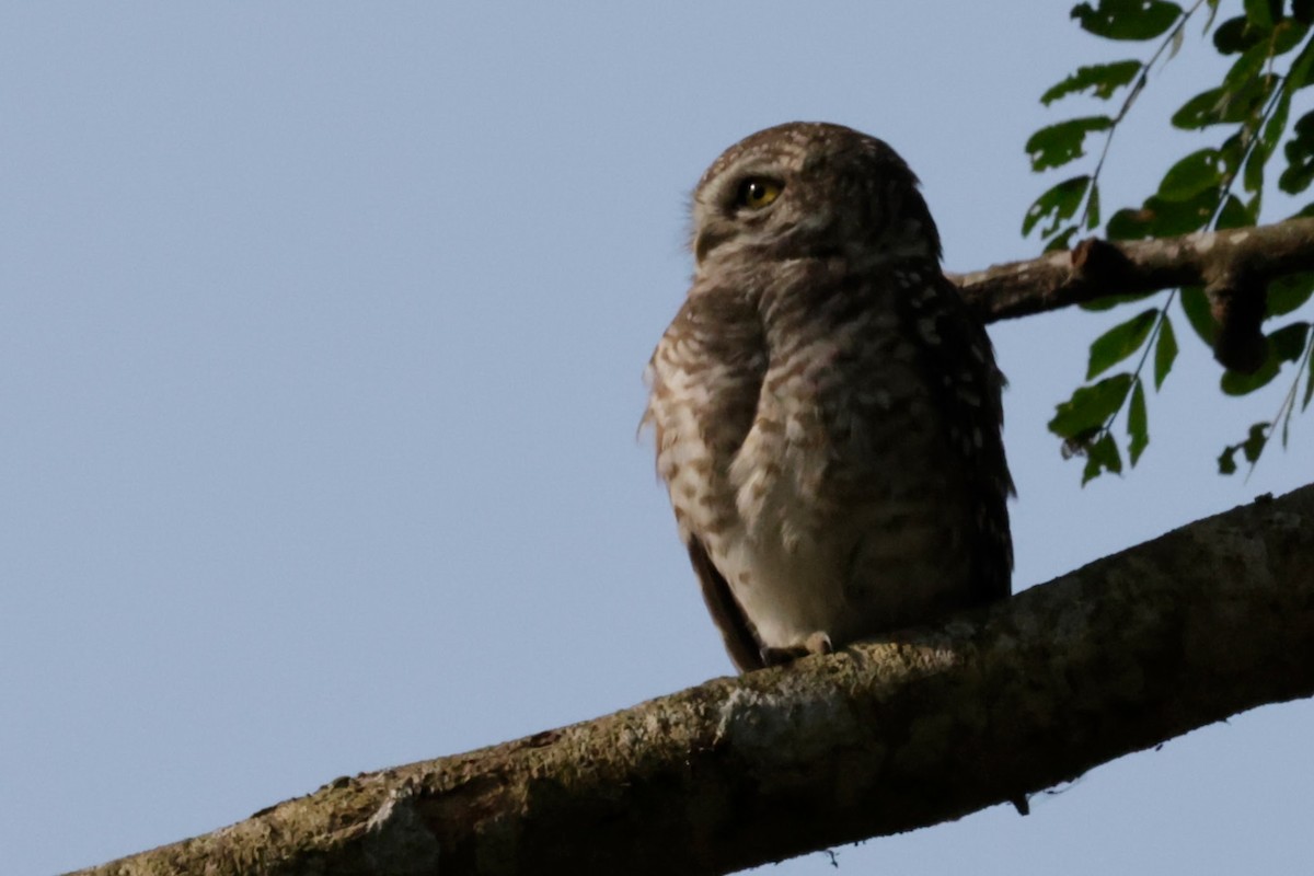 Hint Kukumavı - ML646675784