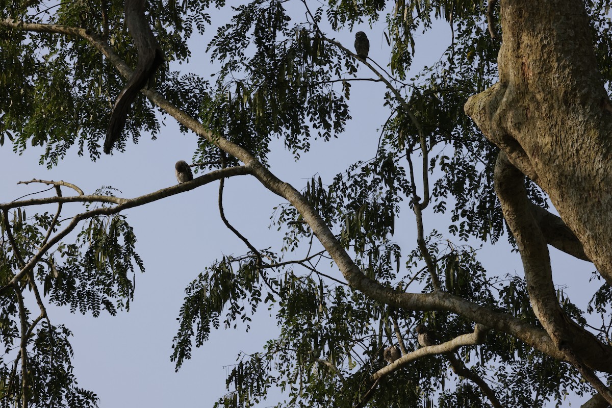 Hint Kukumavı - ML646675787