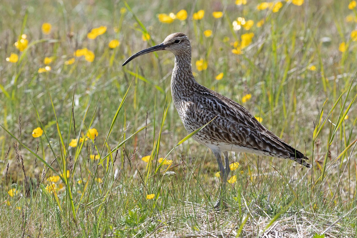 Sürmeli Kervançulluğu - ML646675788