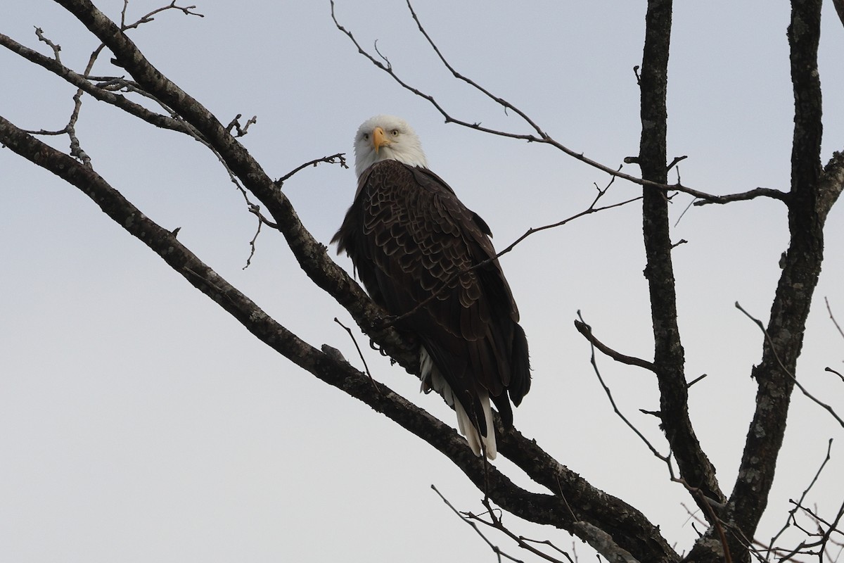 Ak Başlı Kartal - ML646675789