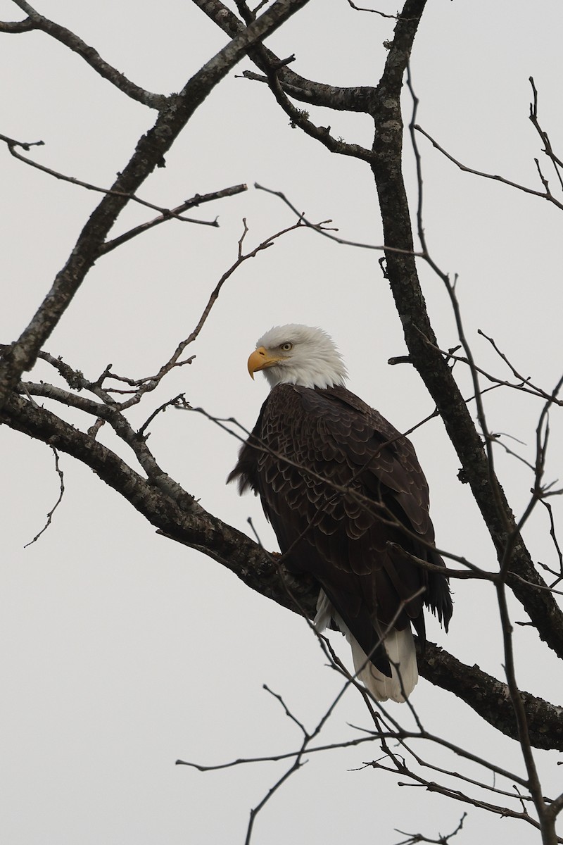 Ak Başlı Kartal - ML646675792