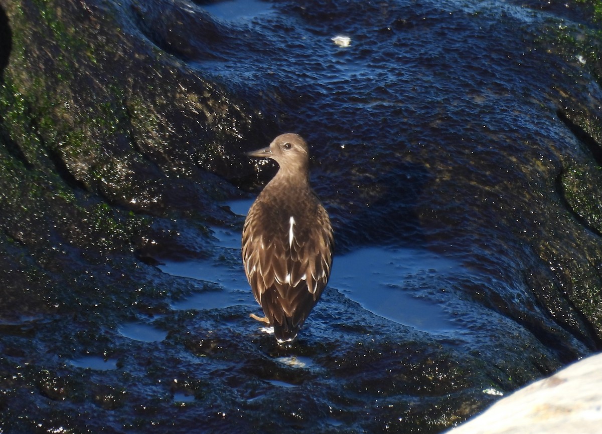 Kara Taşçeviren - ML646675793