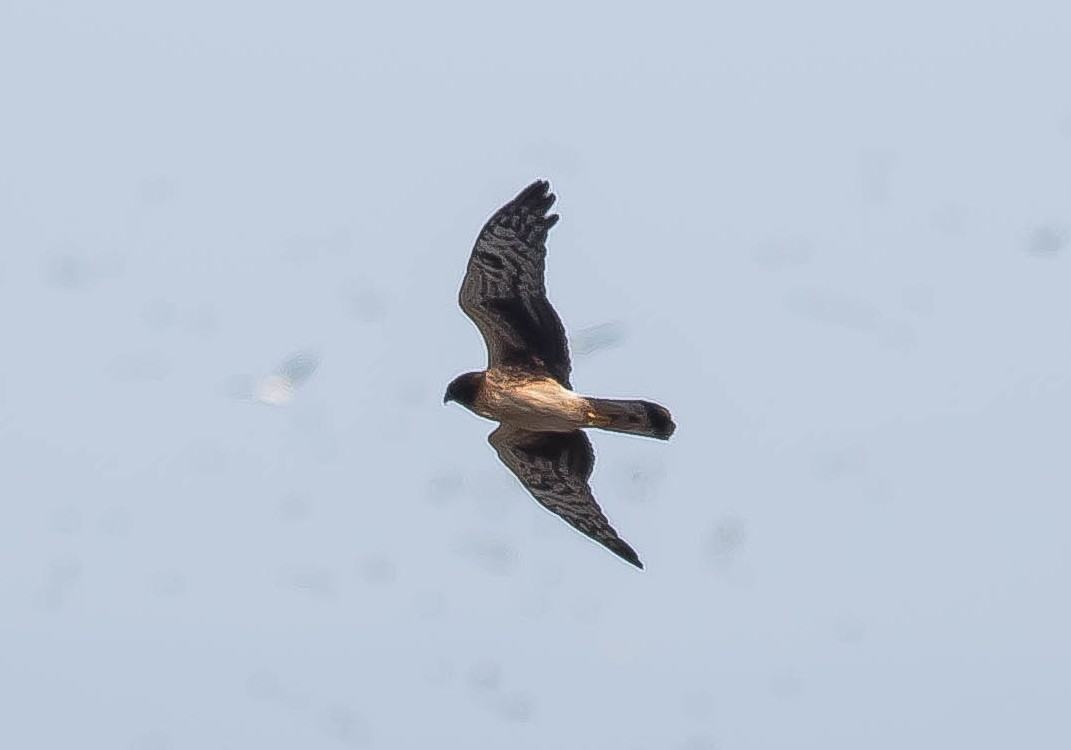 Amerika Delicesi - ML646675795