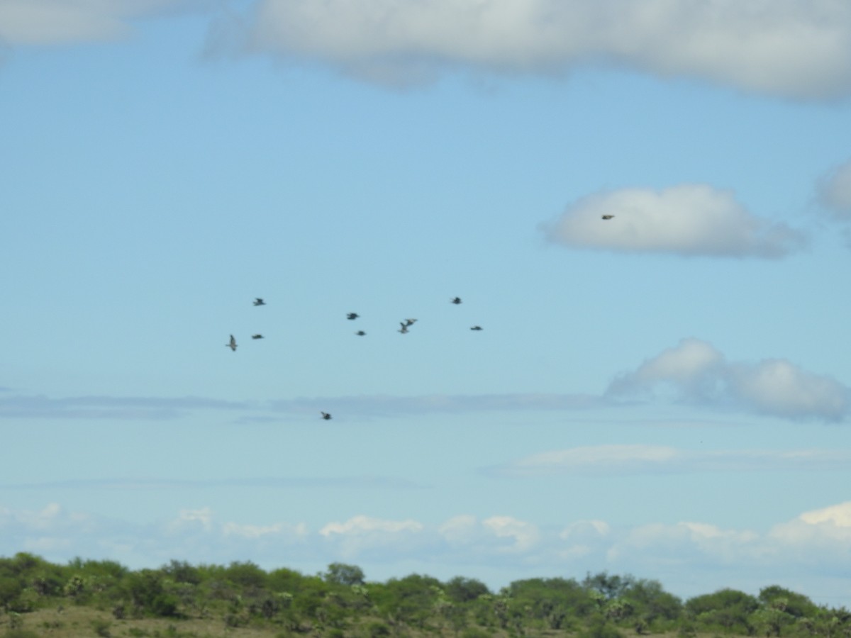 Fleckentaube - ML646675796