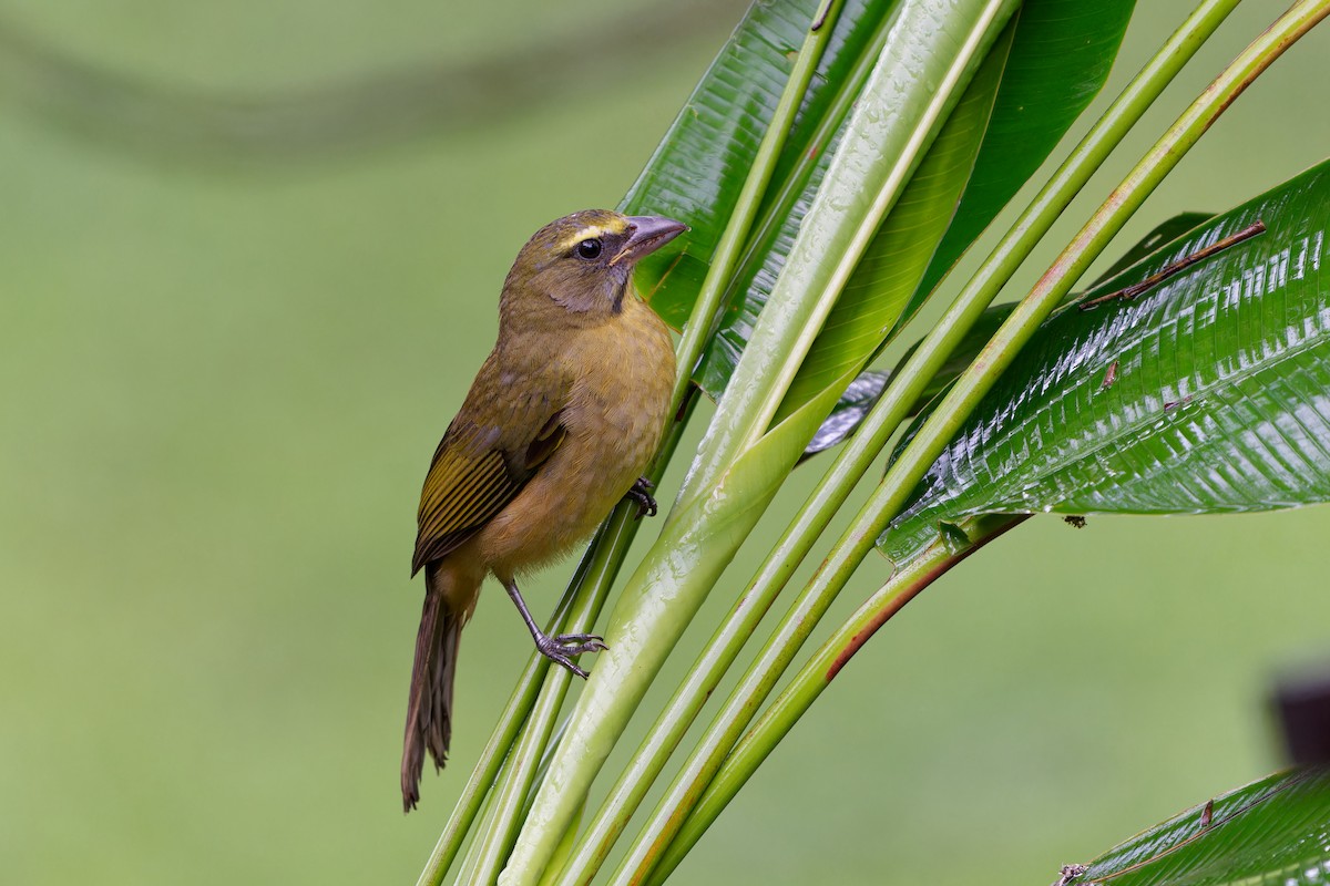 Kuzeyli Kurşuni Saltator - ML646675797