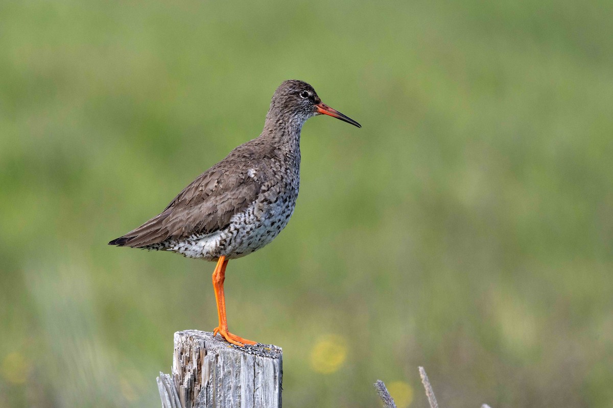 Common Redshank - ML646675798